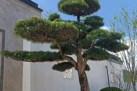 房子墙边长树风水好吗