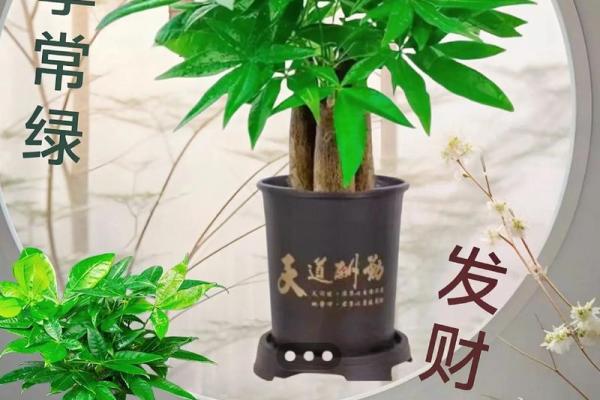 最好的风水树有哪些是什么树