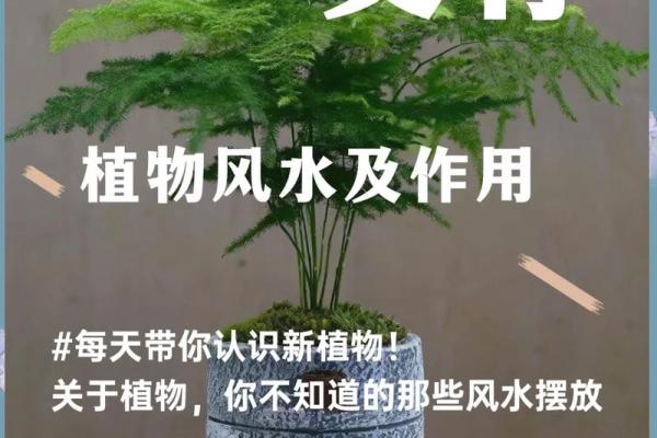 如何通过养植物改善室内风水