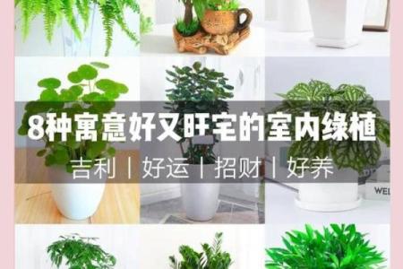 风水旺财_客厅旺财植物有哪些呢