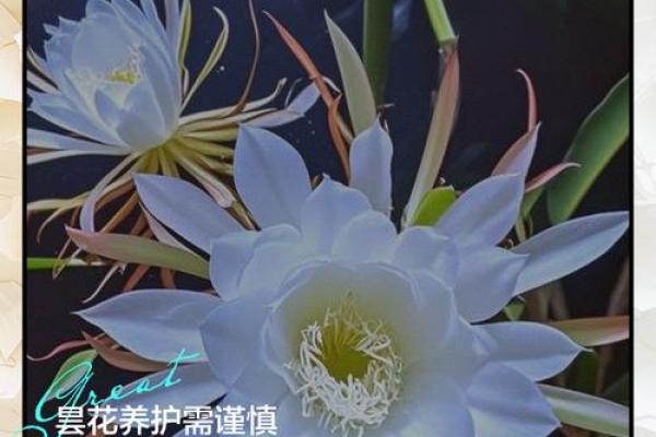 风水讲究，家里面养昙花好不好