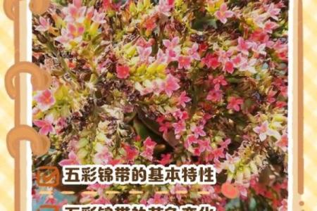 五彩锦带风水