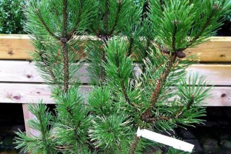 四大镇宅之树 镇宅植物风水