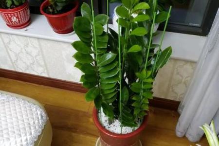 风水什么花招财又旺宅好养吉祥植物