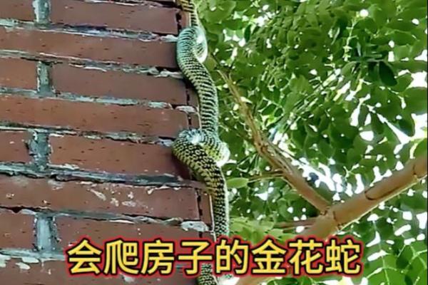 房子上能画条蛇吗风水