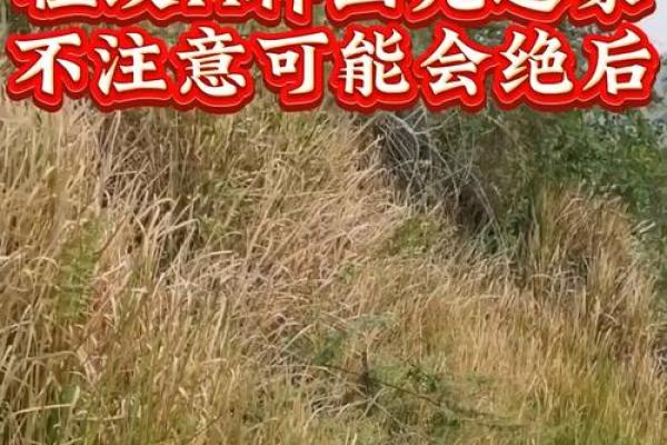 祖坟风水不注意对后代的影响