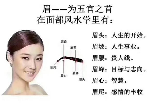 风水角度：柳叶眉女生的面相解释
