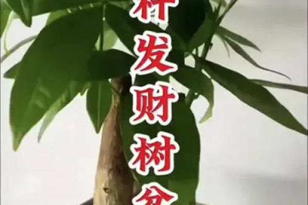 风水财运门前种树也不要种这三棵树禁忌
