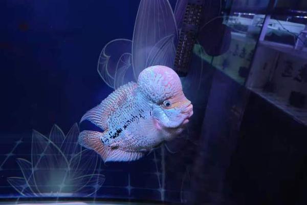 养罗汉鱼风水好吗