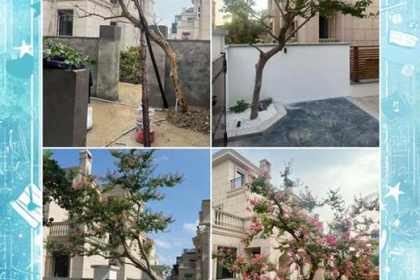 大门正确栽树方位，农村大门口栽树有讲究吗？