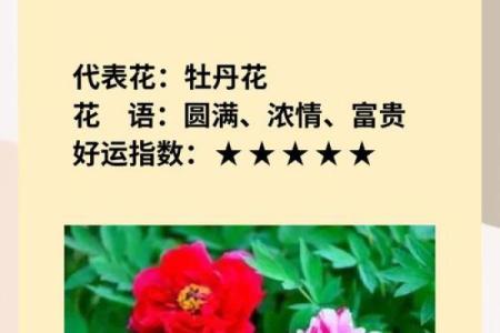 十二星座适合什么花最有灵性和灵感