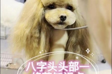 贵宾犬的八字特点及解析