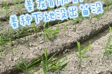 种生姜 风水