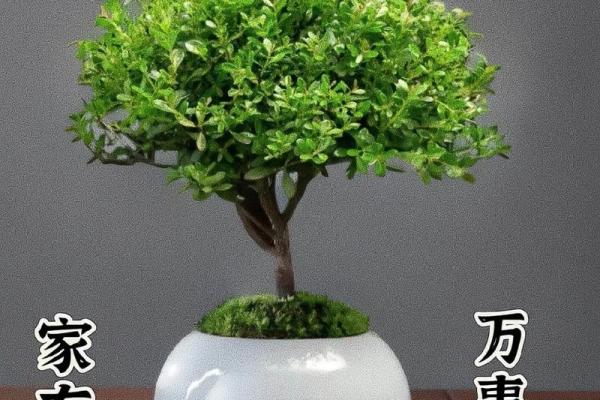 十大凶树十大吉树都是哪些风水树？