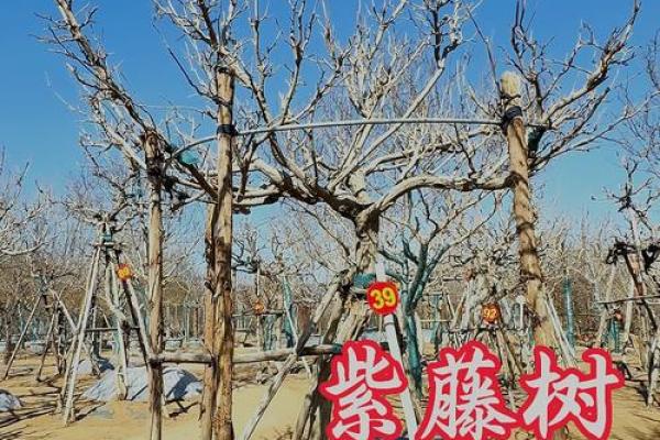 十大凶树十大吉树都是哪些风水树？