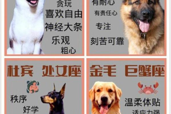 12星座适合养的什么狗