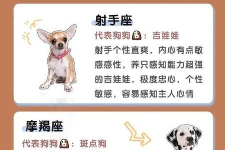 12星座适合养的什么狗