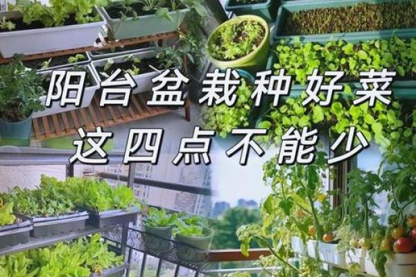 新房子前面种菜可以吗风水