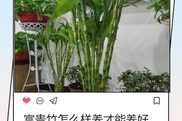 怎样养出富贵吉祥的好风水