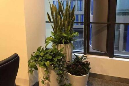 有哪些植物可以改变风水呢？