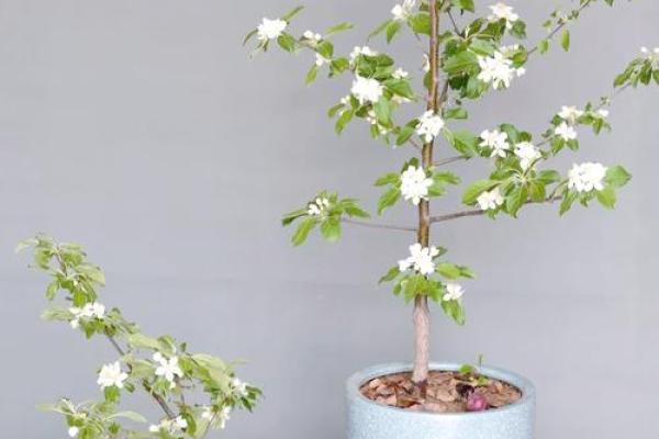 在家里种植哪些果树能符合风水规律