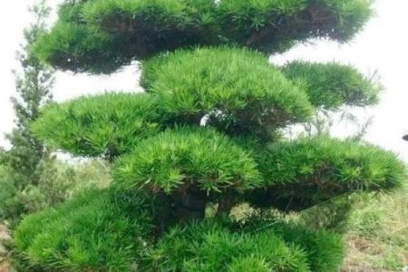 屋宅风水树
