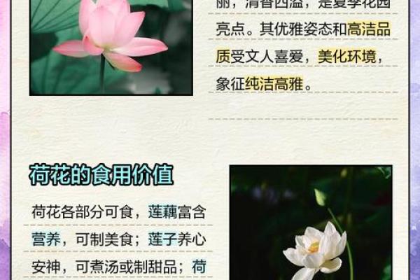荷花的寓意风水作用
