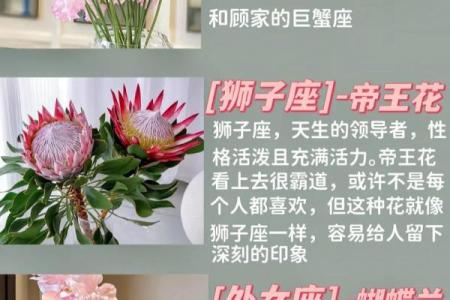 十二星座适合什么盆栽好看的花