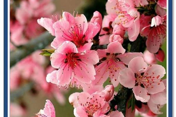 桃花劫为什么躲不了 八字看有无桃花劫