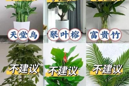 客厅植物摆放，风水摆放小常识