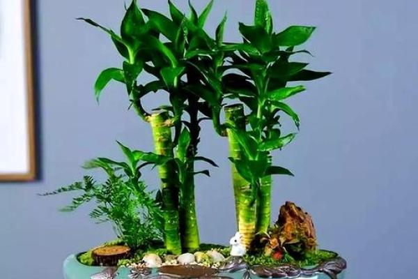 家居生活中风水植物与健康开运