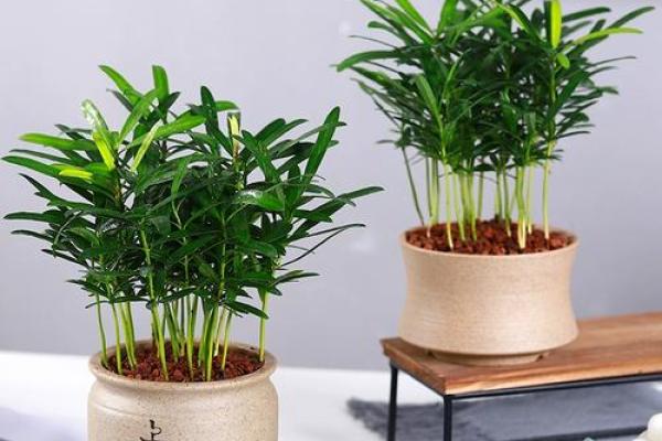 办公室花卉摆放风水 小小的一盆花也有讲究